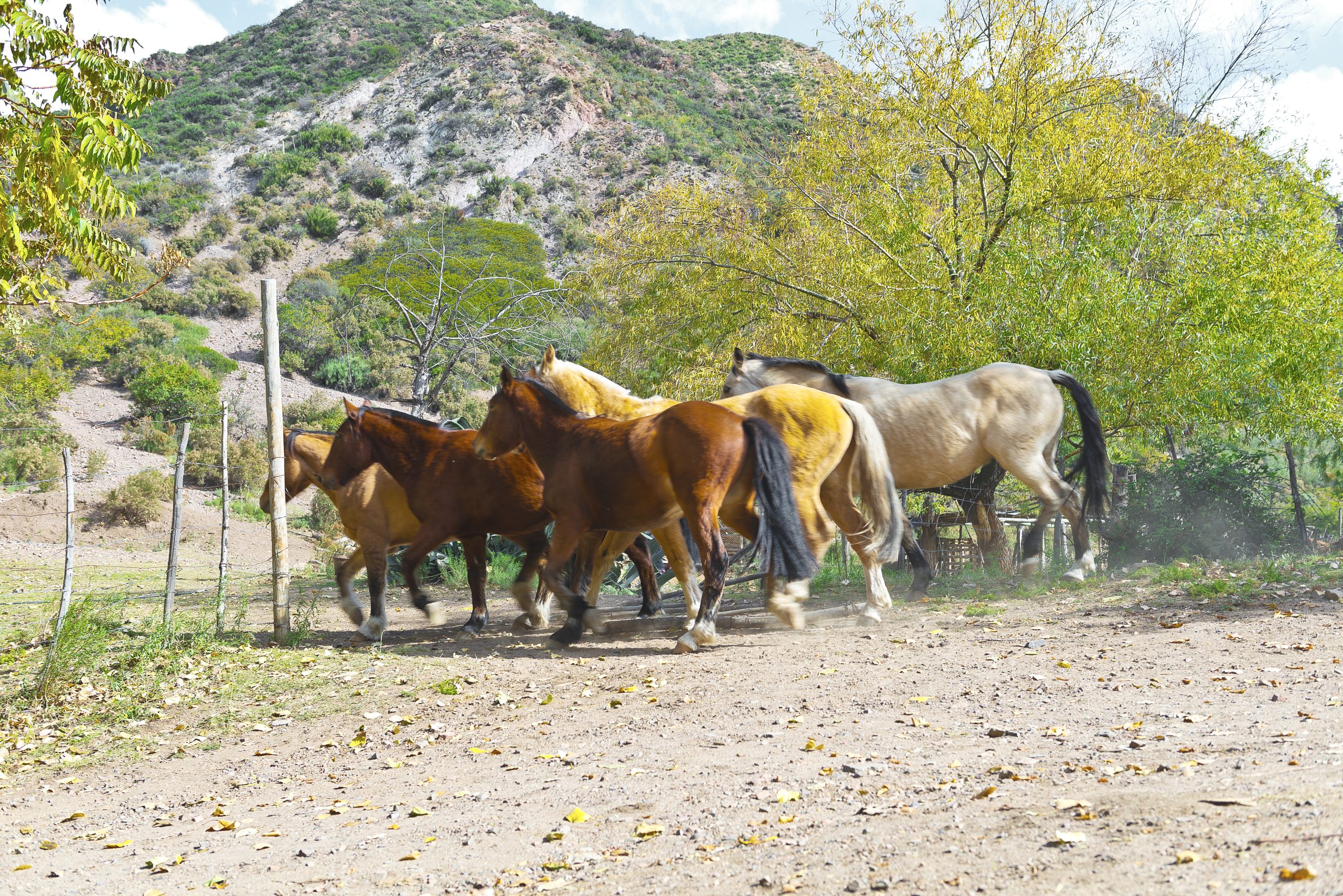Caballos en Manzano Histórico