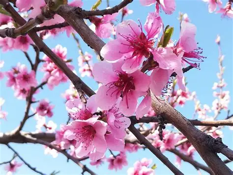 almendro