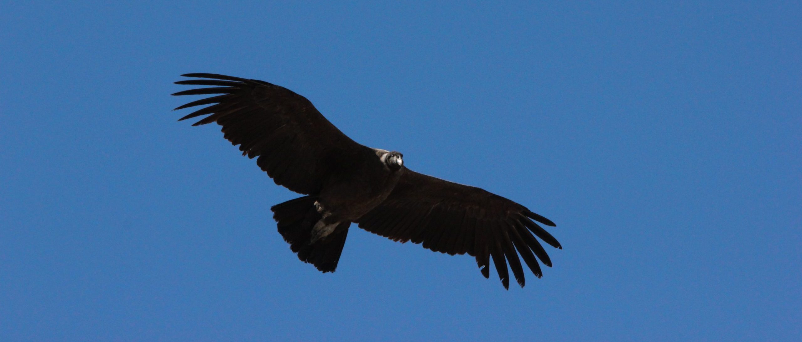Cinco años de Censo Simultáneo: un hito para la conservación del cóndor andino en Mendoza