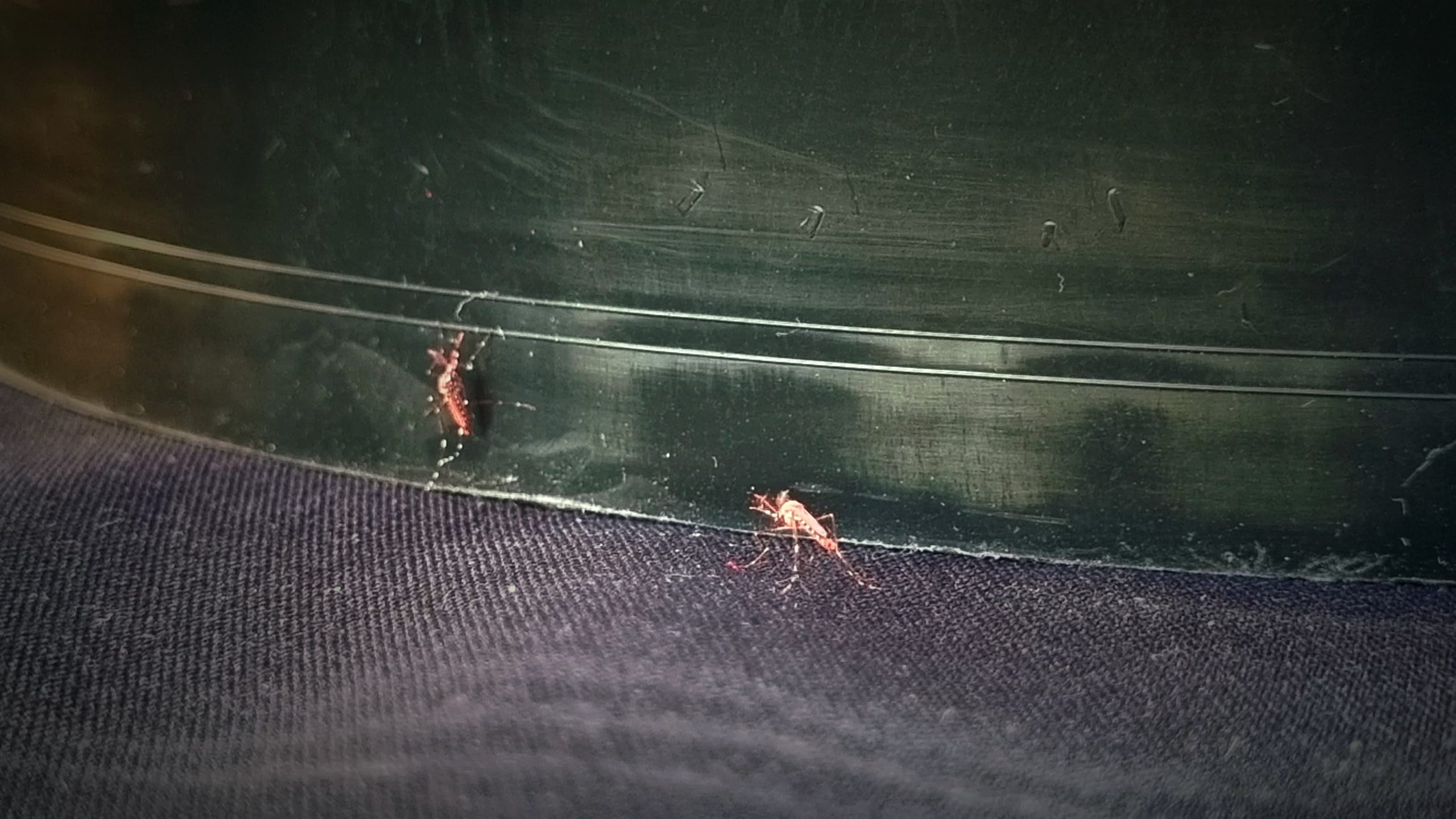 Jornada sobre ciencia, tecnología e innovación en el agro y la salud por los 30 años del Iscamen