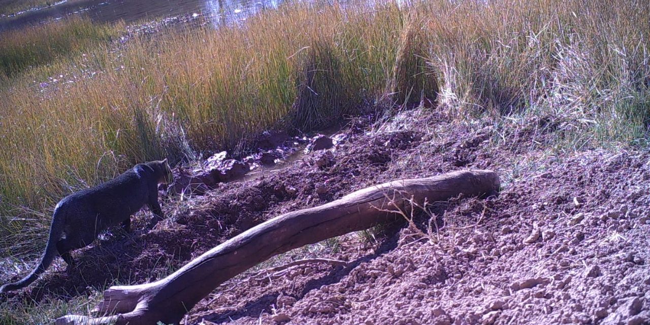 Lograron fotografiar a dos ejemplares de yaguarundí en el Valle de Uco