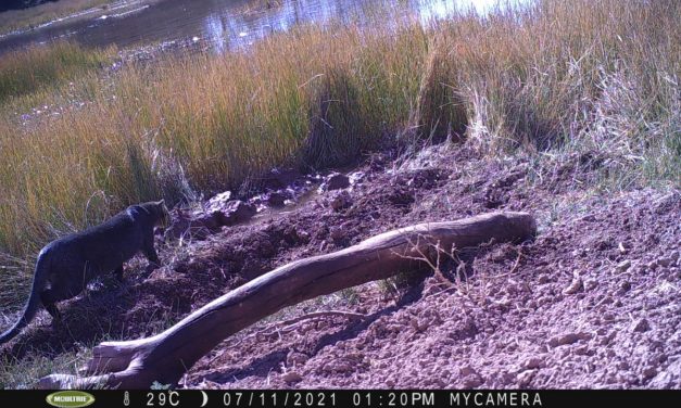 Lograron fotografiar a dos ejemplares de yaguarundí en el Valle de Uco