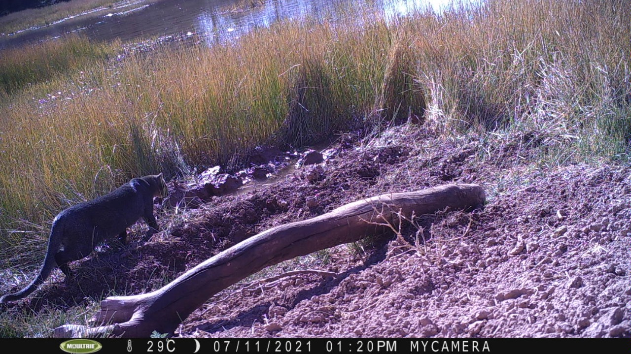 Lograron fotografiar a dos ejemplares de yaguarundí en el Valle de Uco