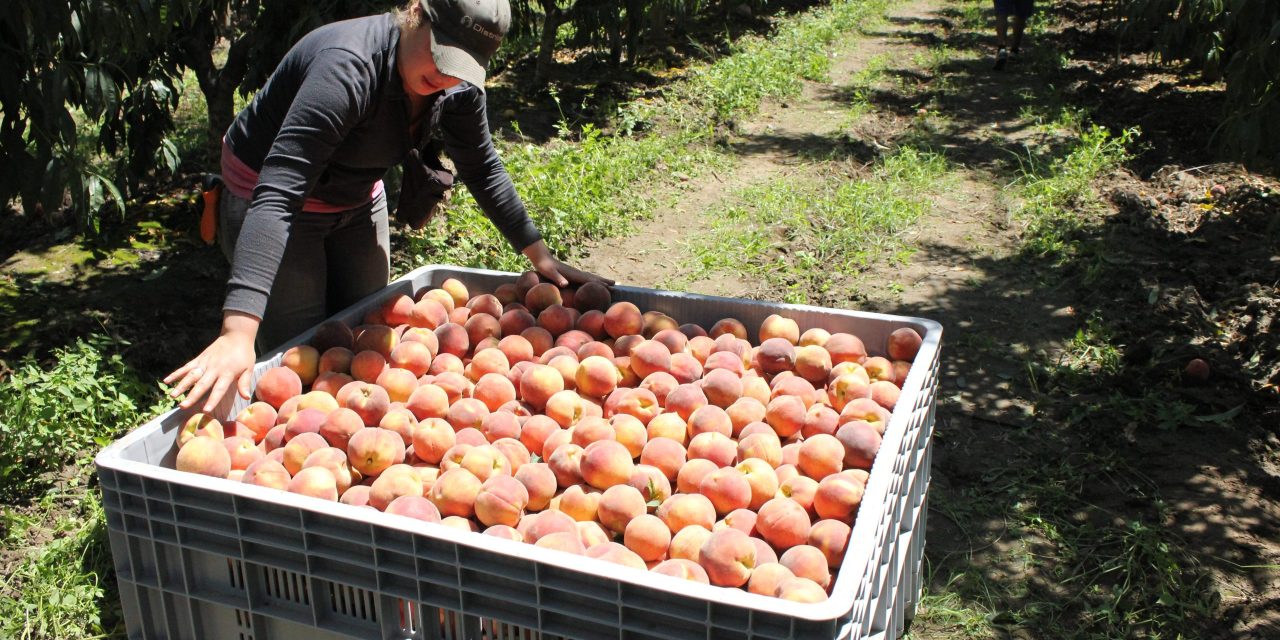 Mendoza lanza una nueva formación para fortalecer la empleabilidad en el sector agrícola de Lavalle