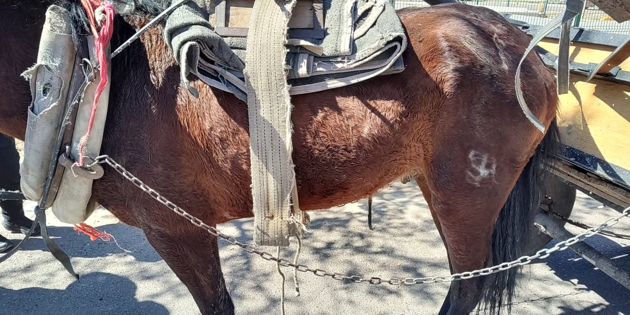 Las Heras: la Policía Rural secuestró un equino maltratado y una motocicleta con irregularidades
