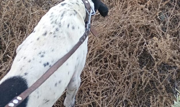 El rastreo de Nol, el perro de la Policía que desbarató el robo de una moto y autopartes en San Rafael