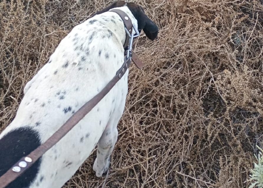 El rastreo de Nol, el perro de la Policía que desbarató el robo de una moto y autopartes en San Rafael