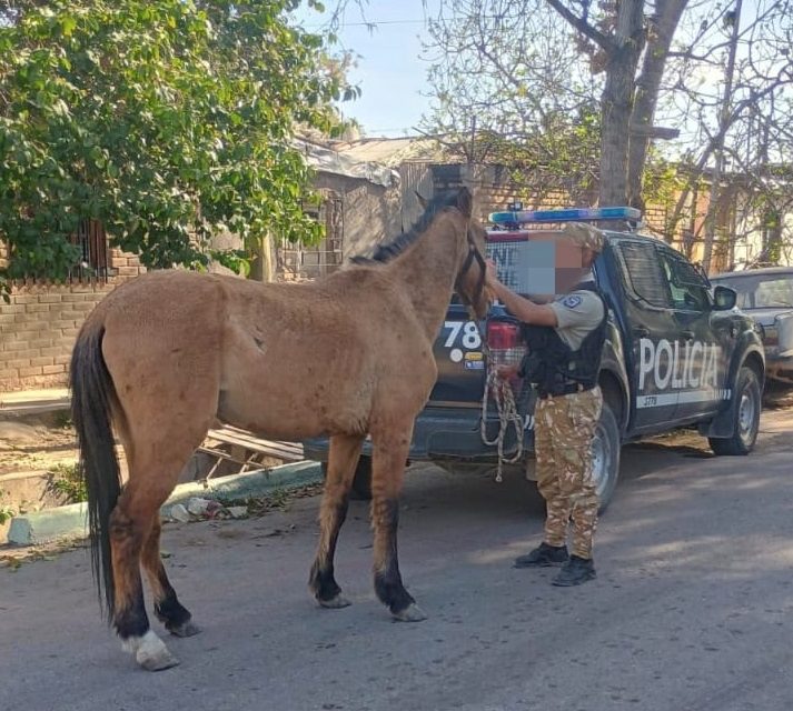 Las Heras y Maipú: la Policía Rural detectó tráfico ilegal de aves y rescató un caballo maltratado