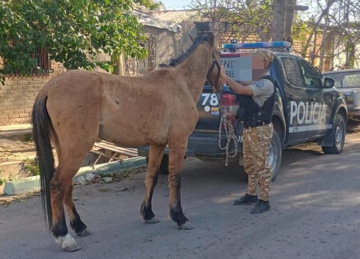 Las Heras y Maipú: la Policía Rural detectó tráfico ilegal de aves y rescató un caballo maltratado