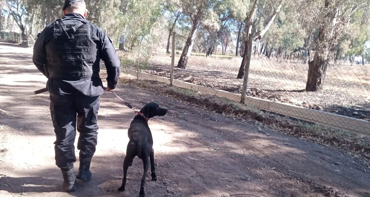 Duque, el perro policía, rastreó un robo y permitió recuperar los elementos en General Alvear