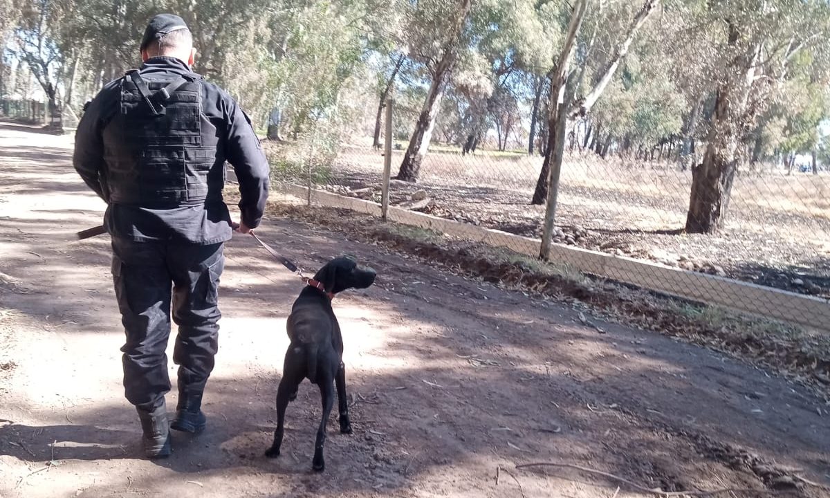 Duque, el perro policía, rastreó un robo y permitió recuperar los elementos en General Alvear