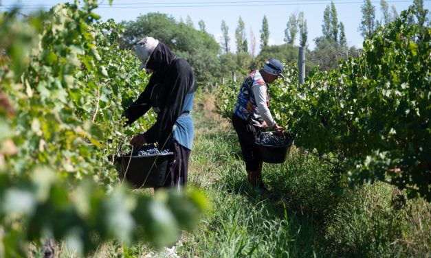 Operativo Lobesia: arranca la campaña 25/26 de control de la plaga