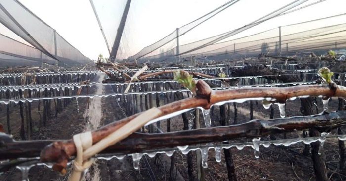 Contingencias Climáticas habilitó la toma de denuncias por daños por heladas en los oasis cuatro oasis