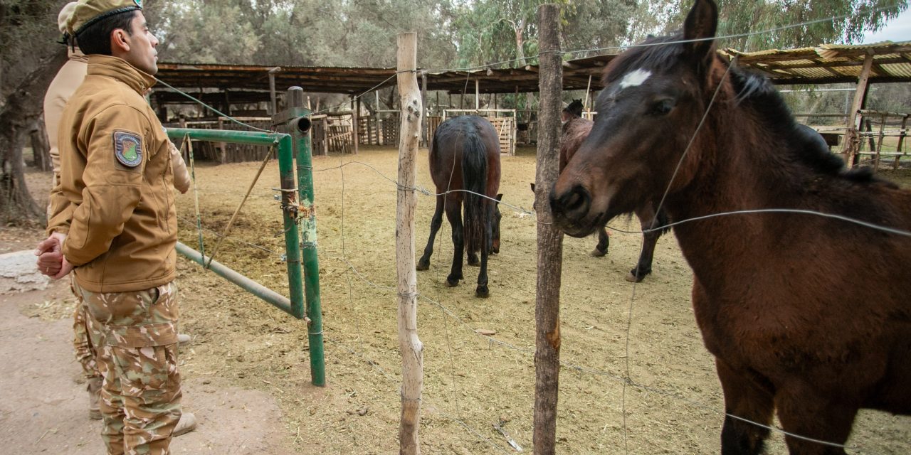De los primeros patrullajes al plan integral contra el abigeato: dos décadas de la Policía Rural de Mendoza