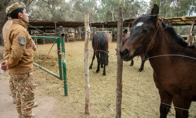 De los primeros patrullajes al plan integral contra el abigeato: dos décadas de la Policía Rural de Mendoza