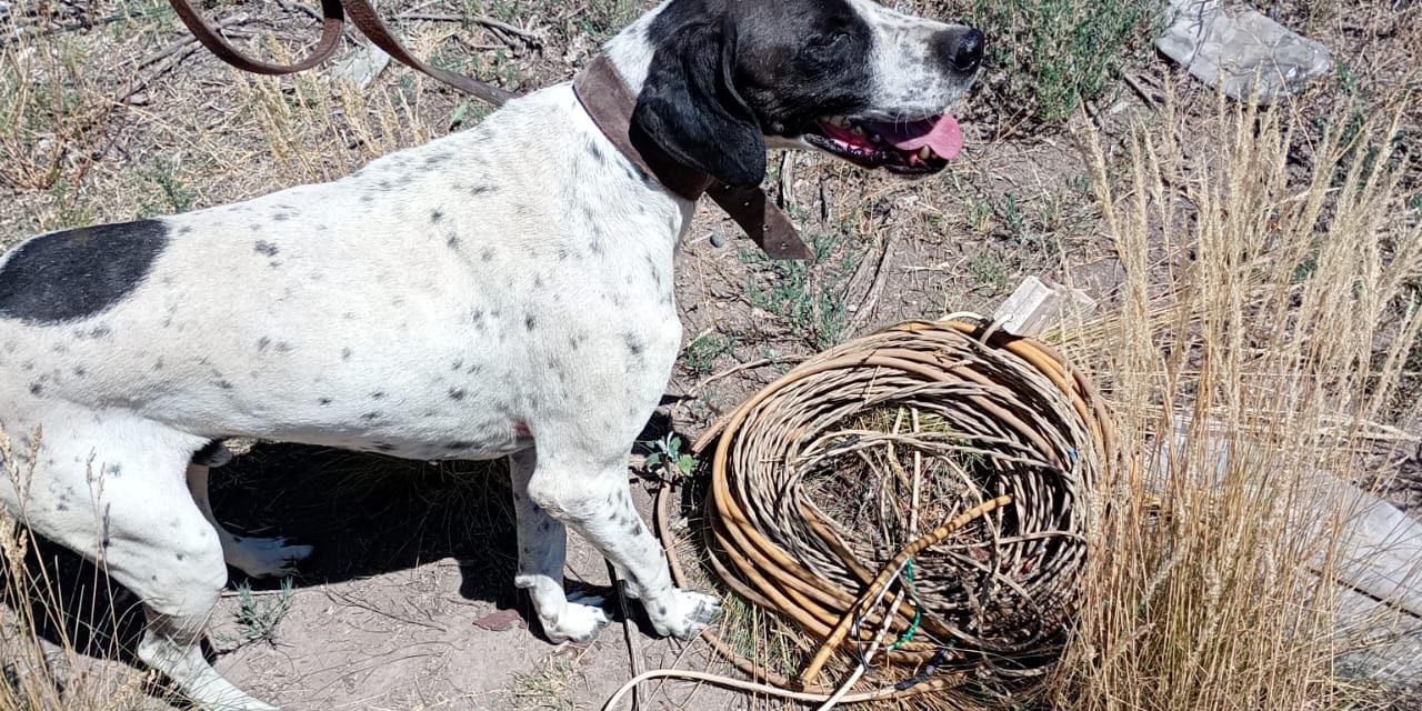 Nol, el perro de la Policía de Mendoza, esclareció un robo al recuperar bienes en San Rafael
