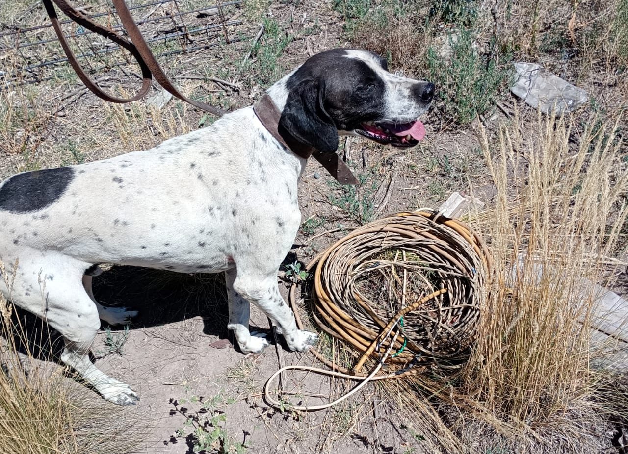 Nol, el perro de la Policía de Mendoza, esclareció un robo al recuperar bienes en San Rafael