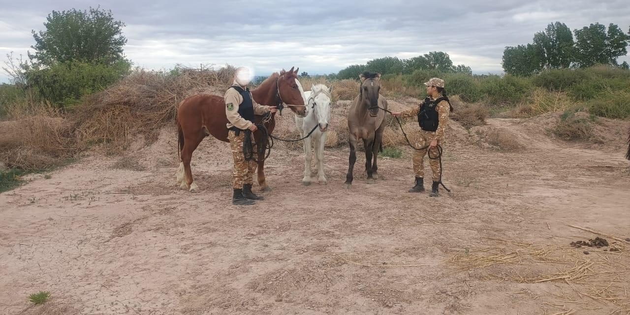 La Policía Rural intervino en traslado irregular de animales y recuperó equinos sustraídos