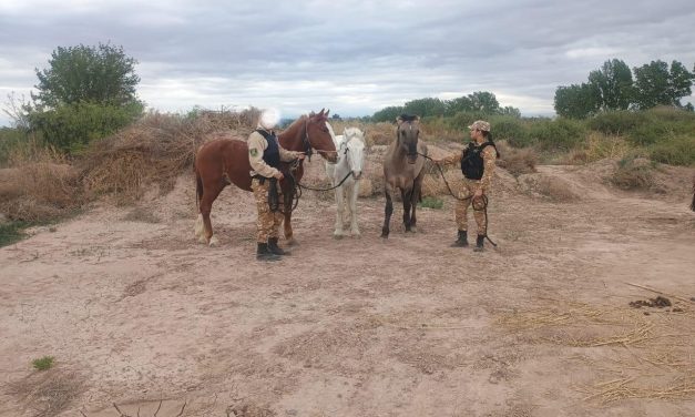 La Policía Rural intervino en traslado irregular de animales y recuperó equinos sustraídos