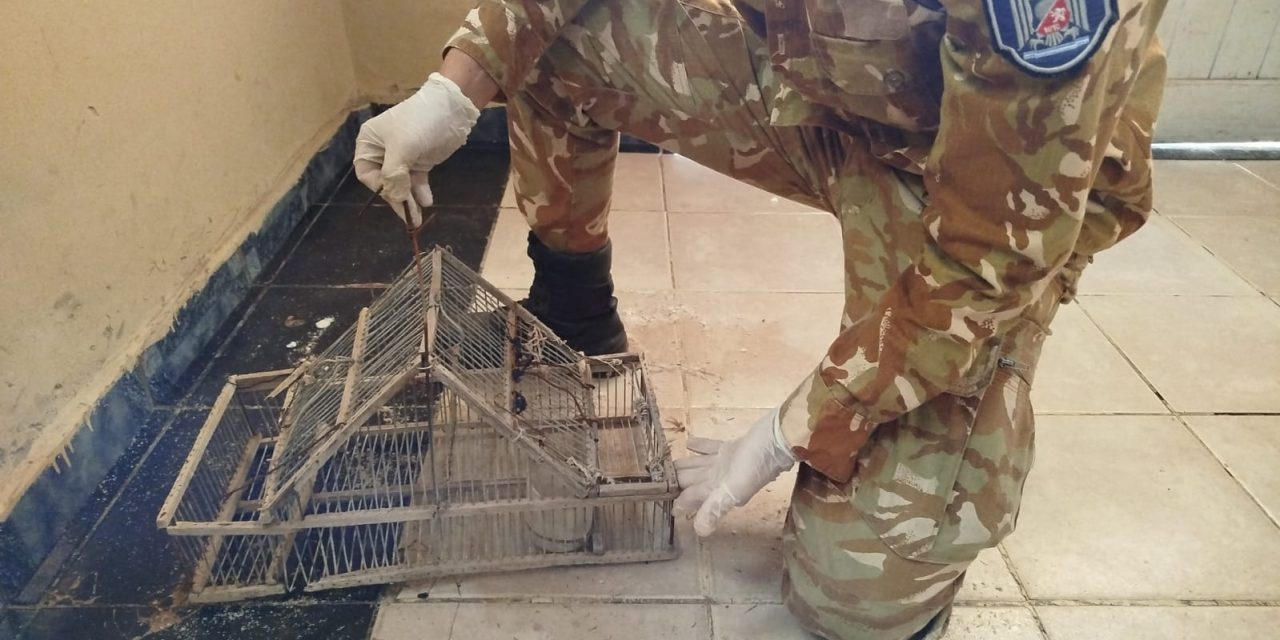 La Policía Rural rescató restos de un puma y desactivó una maniobra de caza furtiva en Monte Comán