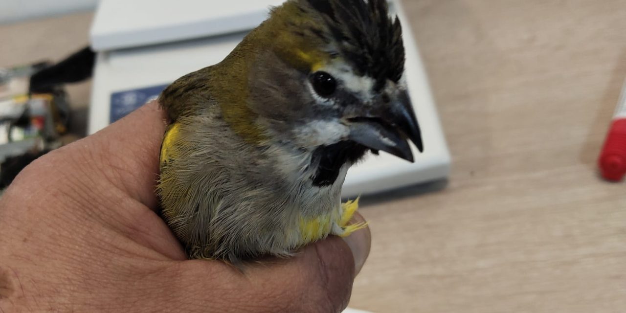 Ambiente intervino en el rescate de aves víctimas del tráfico ilegal en el paso Libertadores