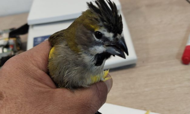 Ambiente intervino en el rescate de aves víctimas del tráfico ilegal en el paso Libertadores