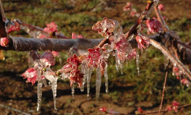 San Rafael y Alvear: Contingencias Climáticas habilitó la toma de denuncias por daños de heladas