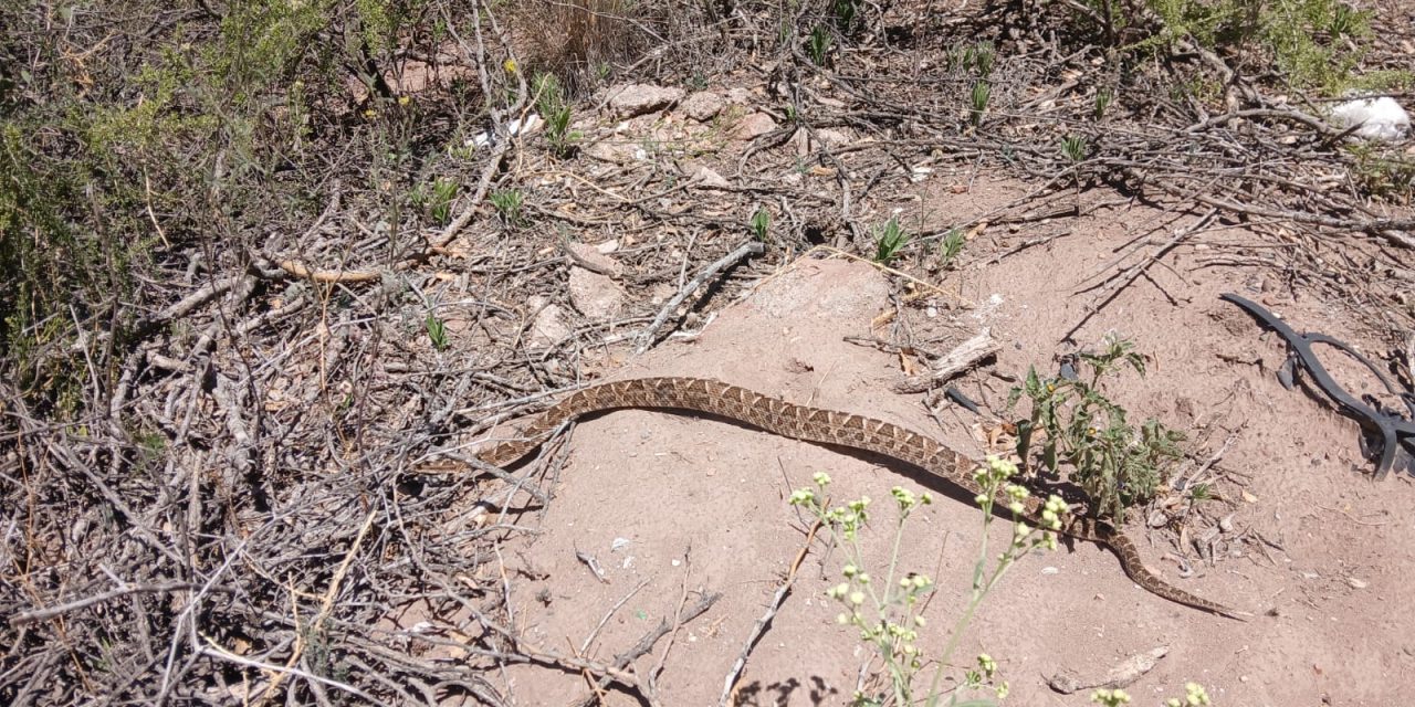 Biodiversidad y Ecoparque lideró un trabajo interinstitucional que permitió reinsertar una yarará chica rescatada en Mendoza