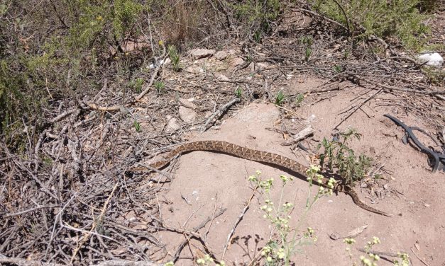 Biodiversidad y Ecoparque lideró un trabajo interinstitucional que permitió reinsertar una yarará chica rescatada en Mendoza