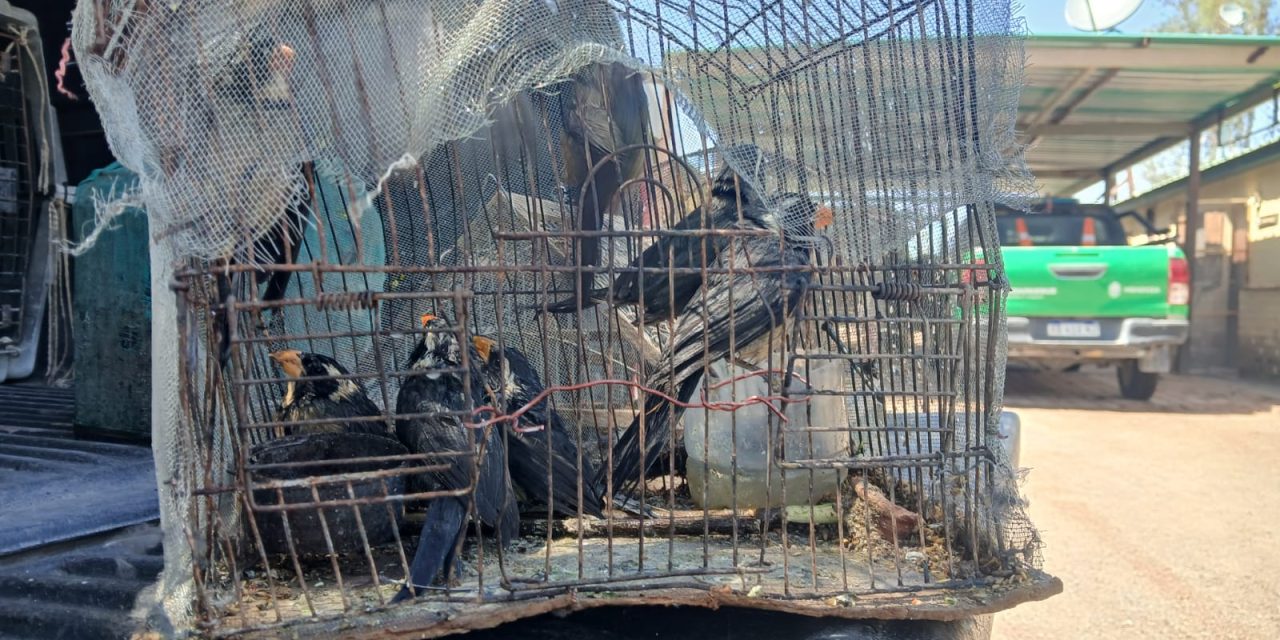 Interceptan una camioneta que traficaba 18 aves autóctonas desde Catamarca a Mendoza