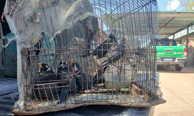 Interceptan una camioneta que traficaba 18 aves autóctonas desde Catamarca a Mendoza