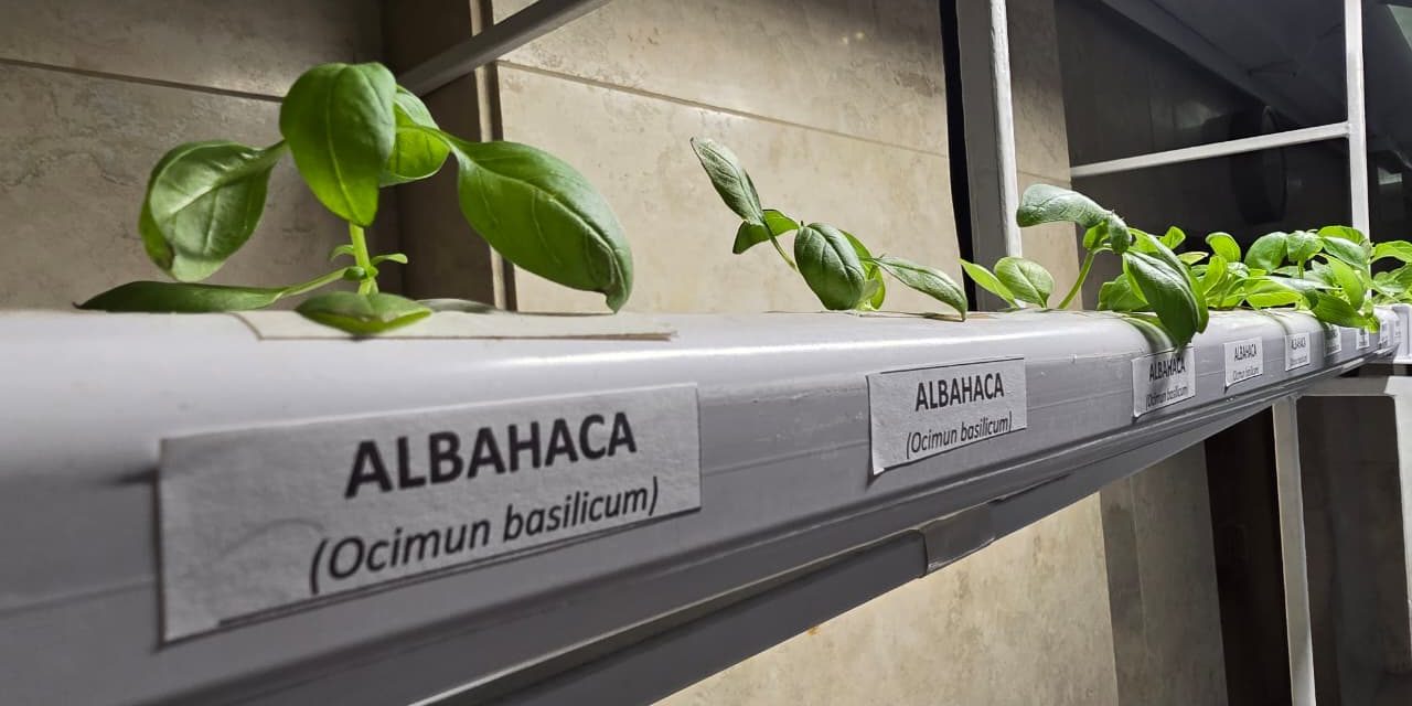 Agricultura fomenta la producción hidropónica en Mendoza