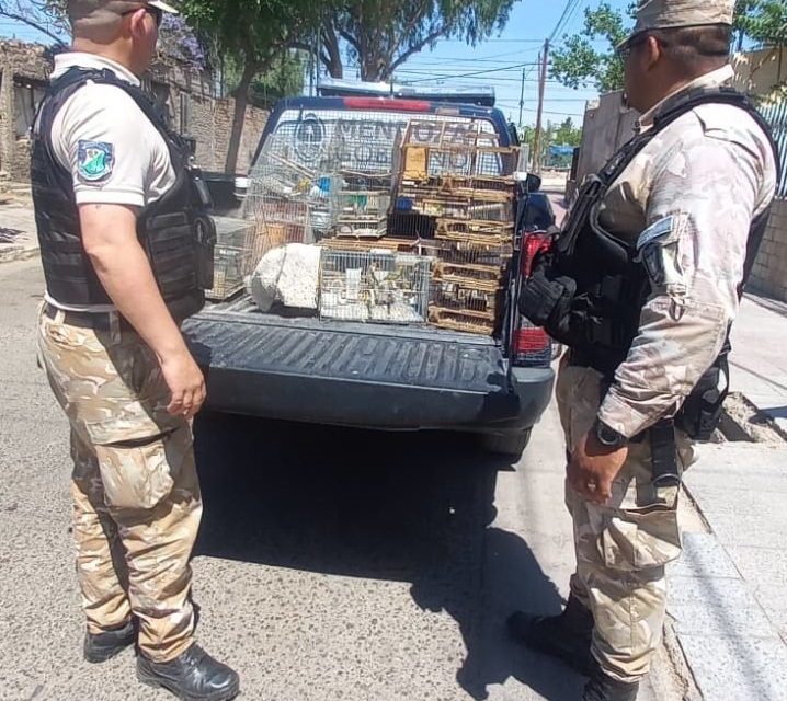 Operativo en el barrio San Martín: la Policía Rural rescató aves protegidas en cautiverio