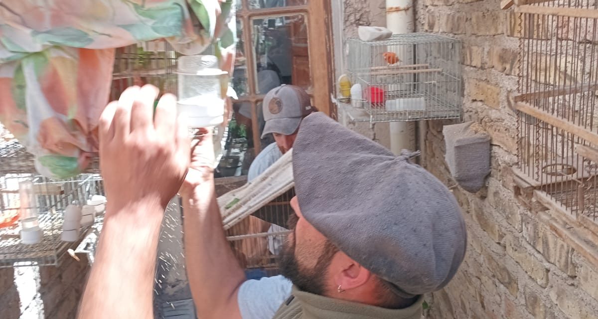 Rescatan 22 aves silvestres de un domicilio del barrio San Martín