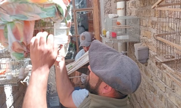 Rescatan 22 aves silvestres de un domicilio del barrio San Martín