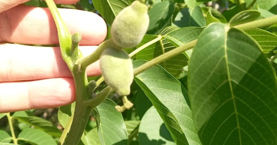 Mendoza puso en marcha el Operativo Lobesia para controlar la primera generación de la plaga en el Este provincial