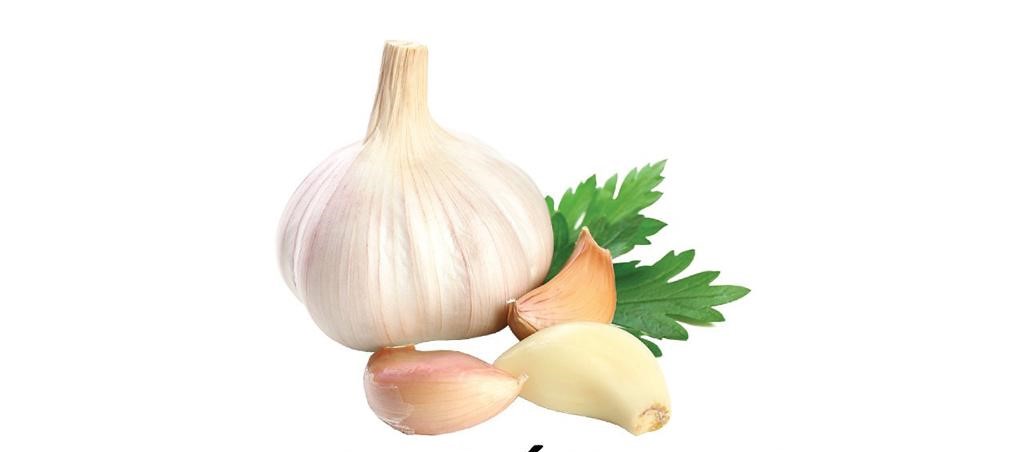 Temporada de ajo fresco: información a tener en cuenta ante el inicio de cosecha y traslado