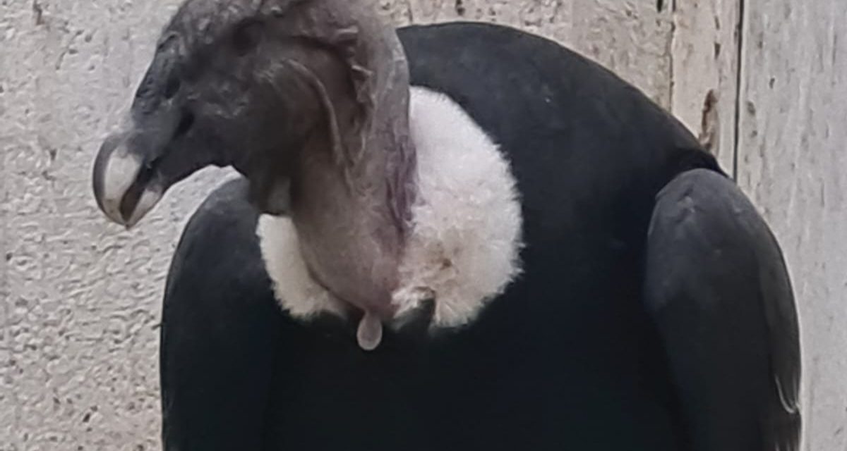 Rescataron un cóndor andino en Tunuyán gracias a la participación ciudadana y la acción coordinada de organismos provinciales