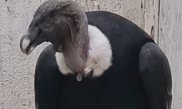 Rescataron un cóndor andino en Tunuyán gracias a la participación ciudadana y la acción coordinada de organismos provinciales