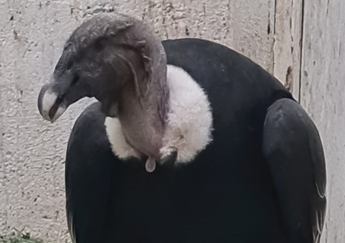 Rescataron un cóndor andino en Tunuyán gracias a la participación ciudadana y la acción coordinada de organismos provinciales
