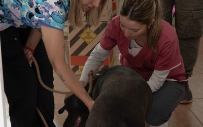Nueva campaña sanitaria en Puente del Inca para proteger la fauna de Alta Montaña
