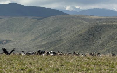 Mendoza registró más de noventa cóndores andinos juntos y batió el récord nacional de avistamientos simultáneos