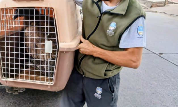 Rescatan un ejemplar juvenil de cóndor andino en Valle Grande