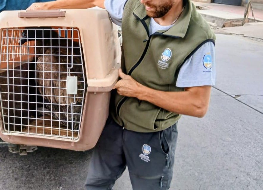 Rescatan un ejemplar juvenil de cóndor andino en Valle Grande
