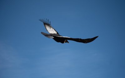 Tras culminar con su rehabilitación en el Ecoparque, reinsertan en su hábitat al cóndor andino que apareció herido en el techo de una casa