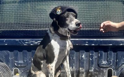 Despedida a una heroína: la Policía de Mendoza homenajea a «Coni», la perra que resolvió homicidios y protegió al Sur