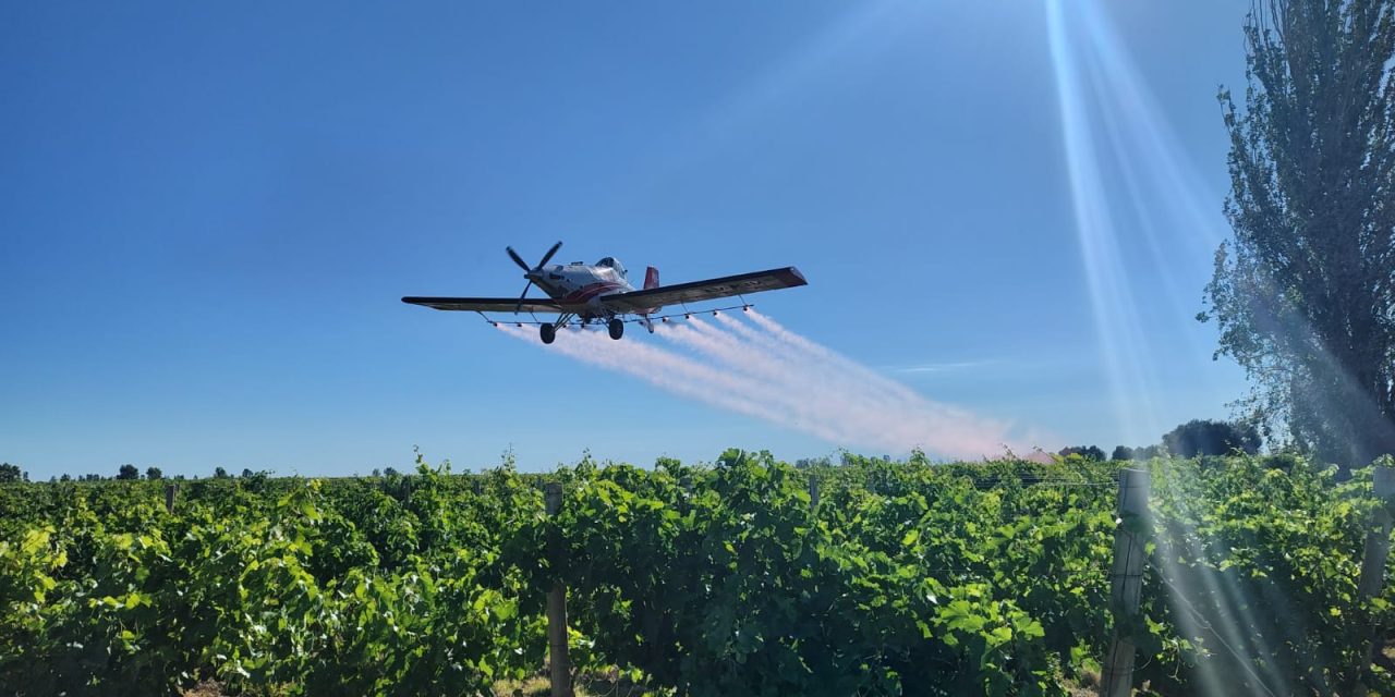 Lobesia botrana: el Iscamen finalizó el servicio de tratamientos aéreos en más de 90.000 hectáreas de los oasis Norte y Este