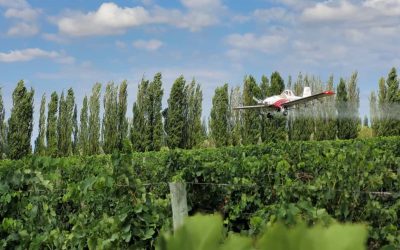 Polilla de la vid: comienza la última etapa del Operativo de control en 70.000 hectáreas de vid de los oasis Norte y Este