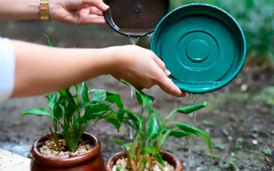 Cuidados para prevenir el dengue