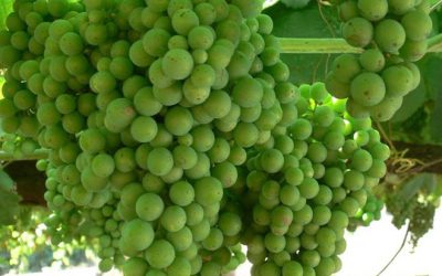 Iscamen: comenzó la segunda alerta para el control de Lobesia botrana en Mendoza